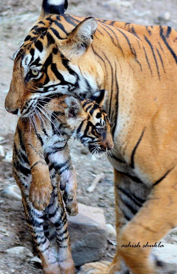 The Fern Ranthambore Forest Resort Rajasthan Sawai Madhopur Luaran gambar